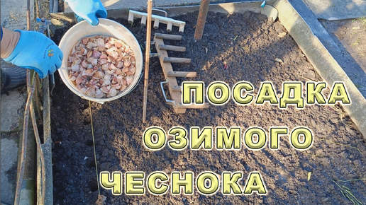 Посадка чеснока под зиму. Сажаем чеснок осенью. Озимый чеснок. Сажаем по шаблону, все особенности посадки чеснока.