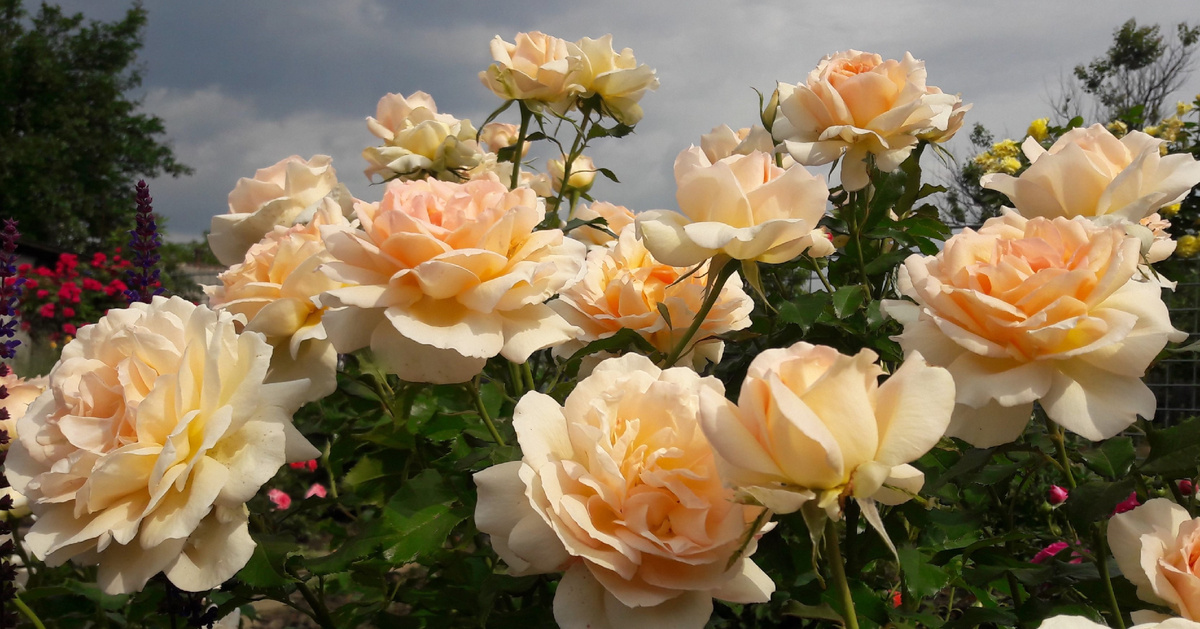 Chandos Beauty /Чандос Бьюти/ Фото из моего сада