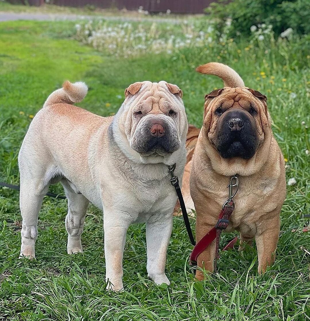 @sharpeiaroundtheworld (2)