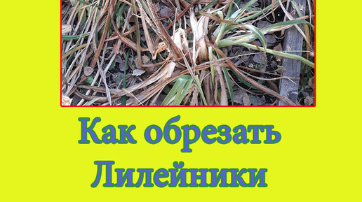 Нужно ли обрезать лилейник на зиму осенью
