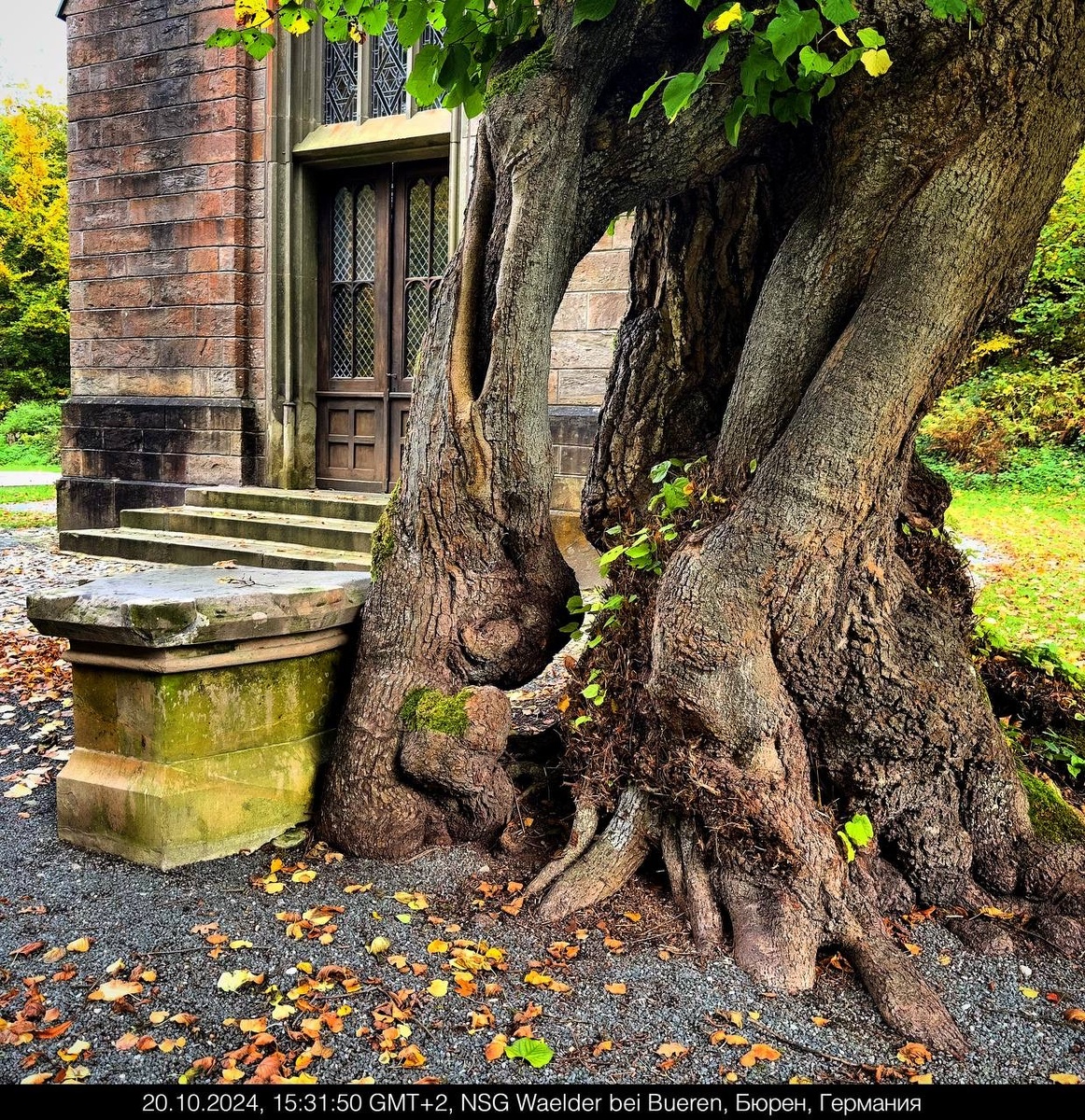 Фото от автора 20.10.2024    Корни липового дерева. Не знаю,как вам , но один корень , который чуть слева, мне кисть руки напоминает. 
