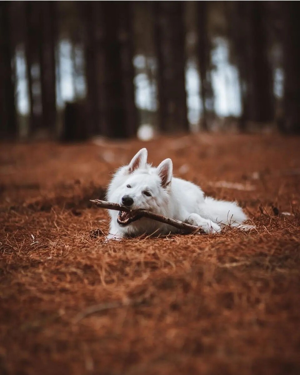 @swissshepherdsofinsta