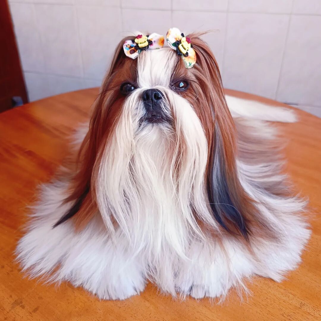 @bella.belloshihtzu