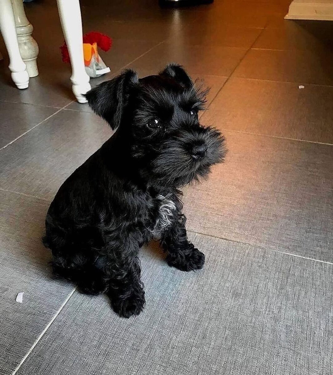 @miniature_schnauzer_fanpage