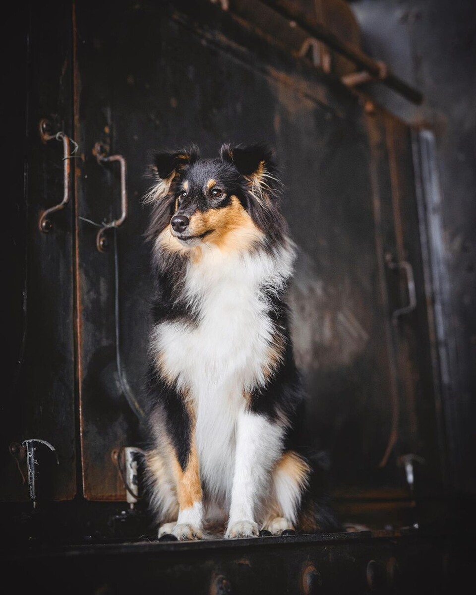 @adventure_sheltie