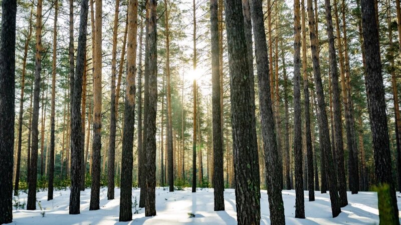     Лес. Фото предоставлено ЛХК «Алтайлес».