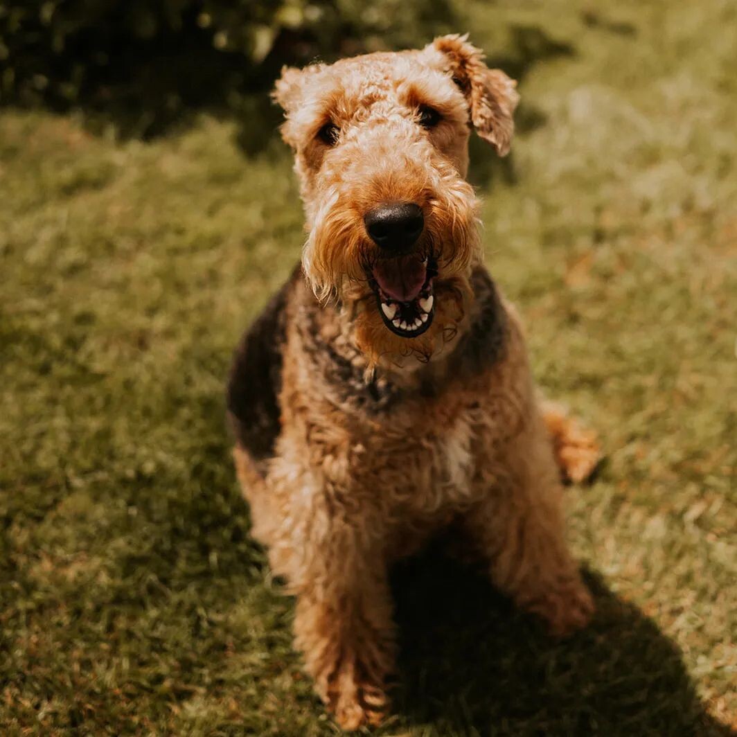 @olive.the.airedale.terrier