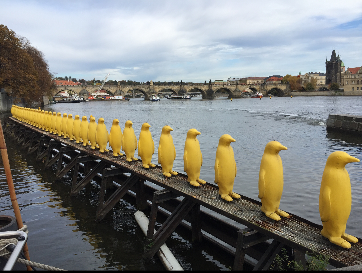 Жёлтые пингвины на реке Влтава. Прага. 