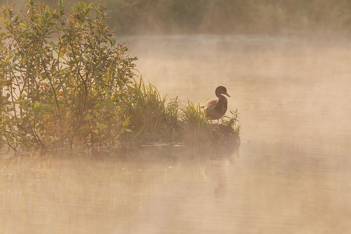 «Лосиный остров» хорош в любое время года, но особенно живописен осенью. Источник: Shutterstock📷
