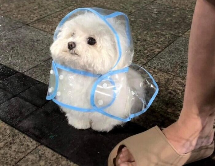 Очень древнее существо. 7 небанальных фактов про мальтийскую болонку