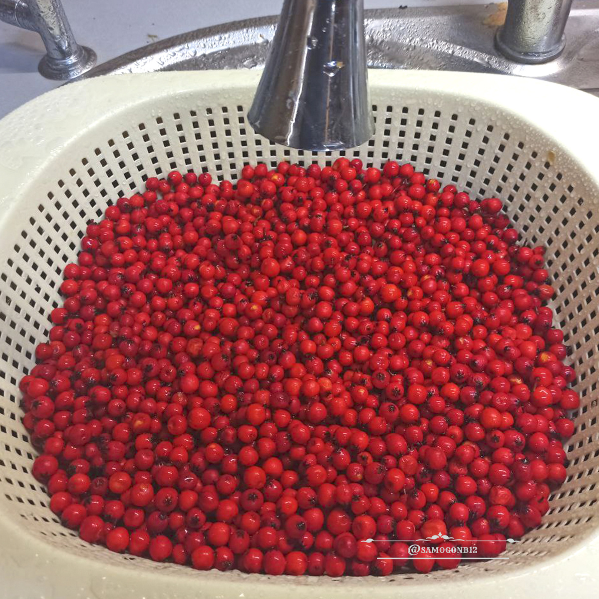 Помыть и перебрать ягоды. Фото автора ©