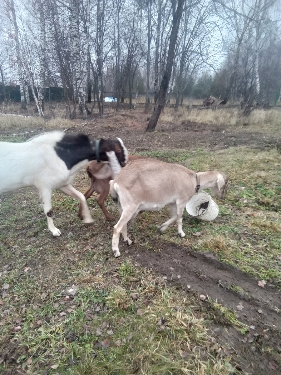 Фото автора.