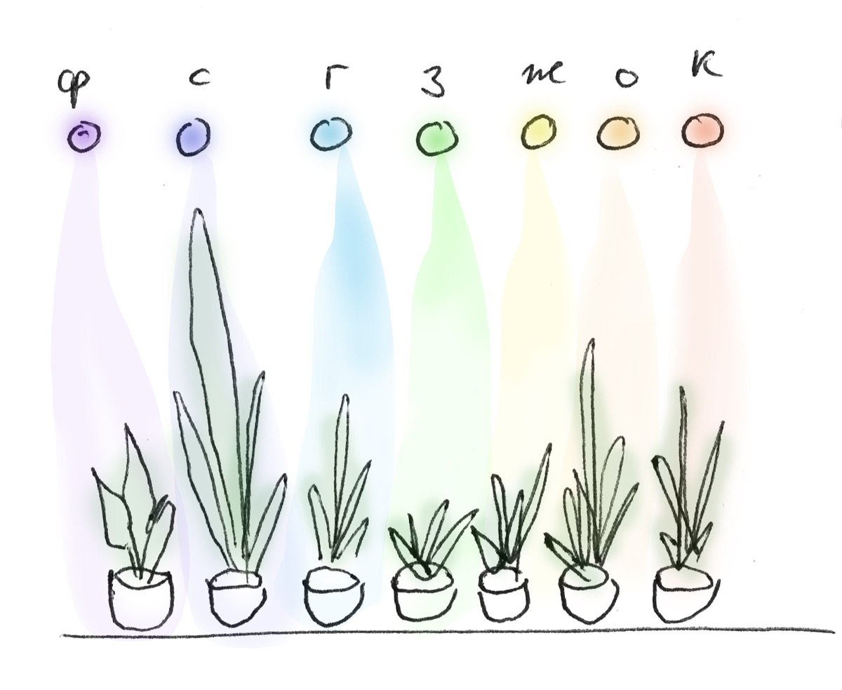 Рост экспериментальных растений под лампами разного цвета