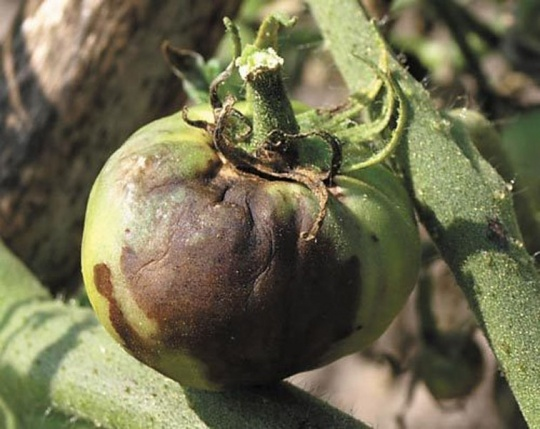 Изображение взято из открытого источника 