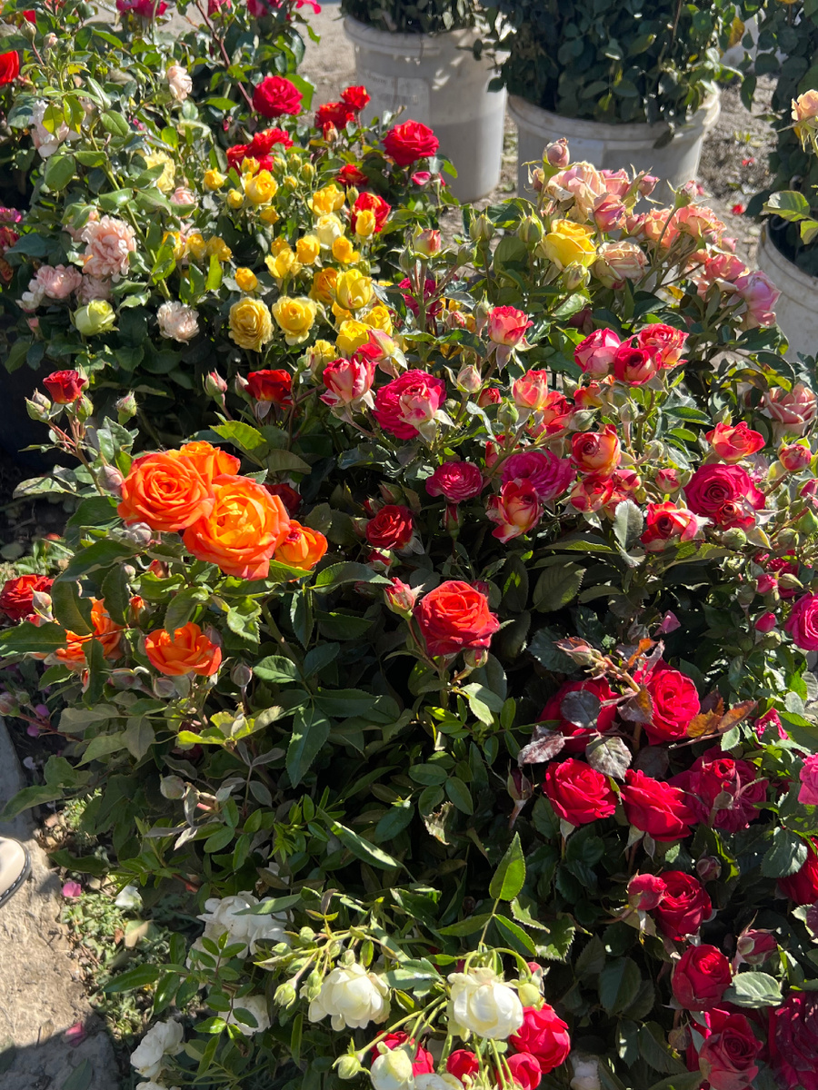 Цветы на рынке. Эти на посадку