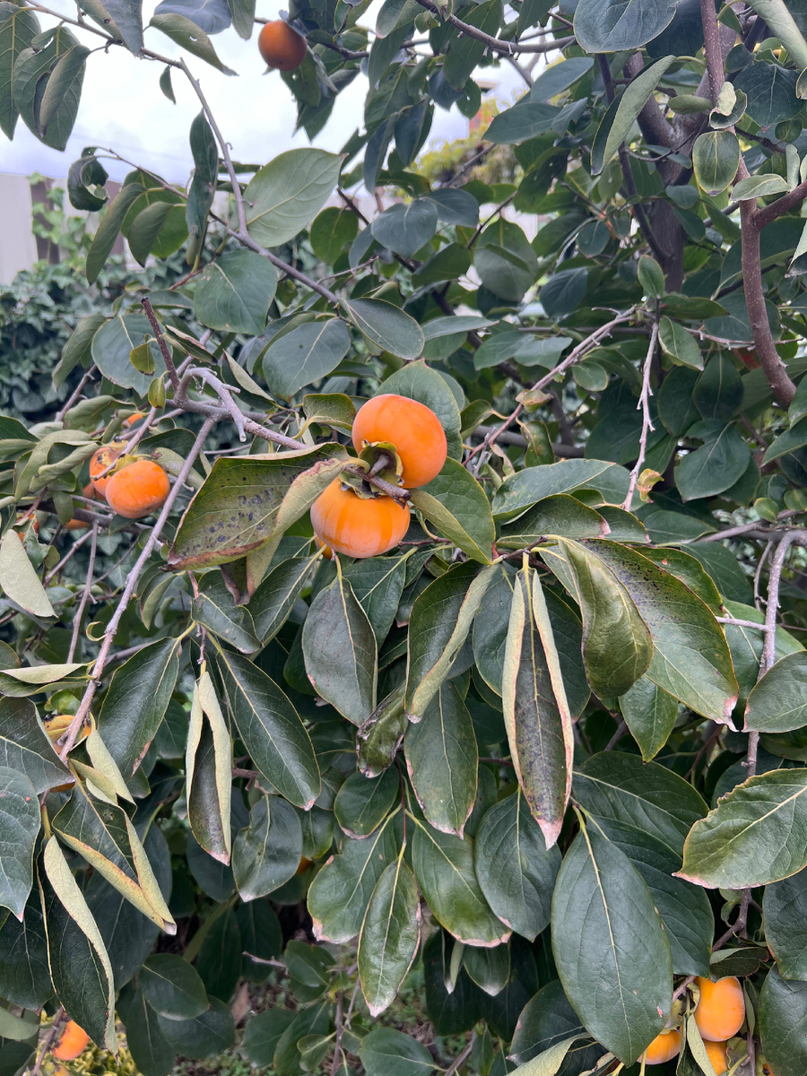 Хурма . Растёт на участке.