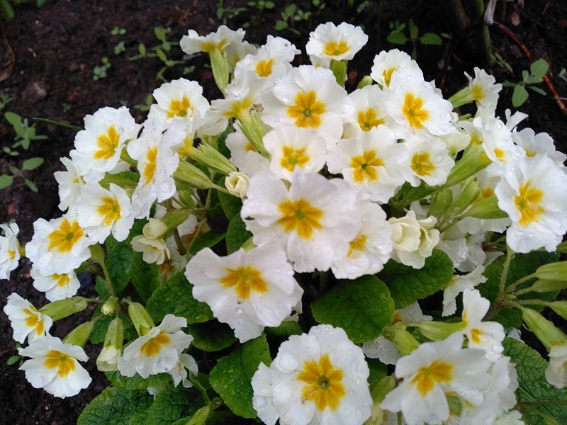 Примула«Альба»