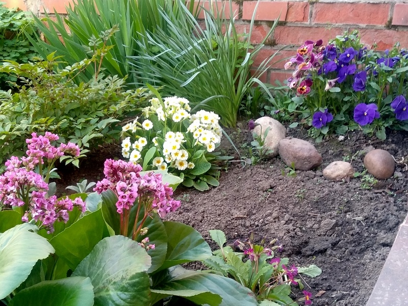 Примула в ландшафтном дизайне. Май 2024 г.