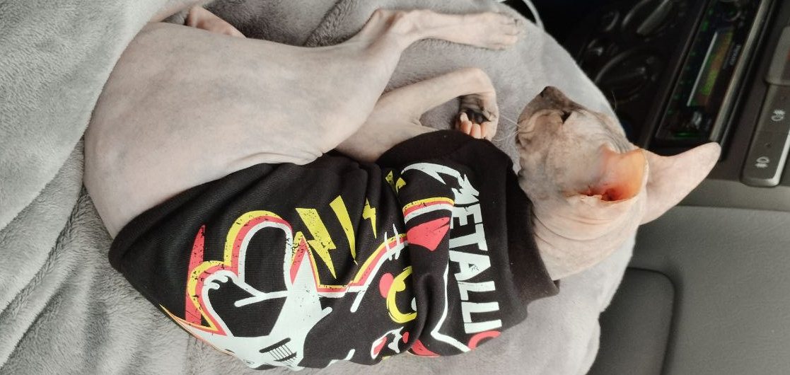 Рокерская кошечка едет в гости.