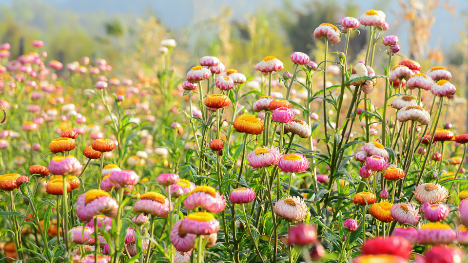 Гелихризум. Источник фото: shutterstock.com