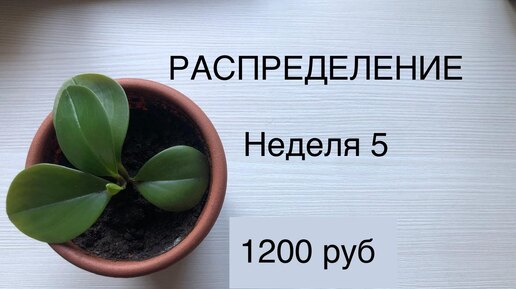 РАСПРЕДЕЛЕНИЕ ДЕНЕГ ИЗ КОНВЕРТОВ В КОПИЛКУ.НЕДЕЛЯ 5.