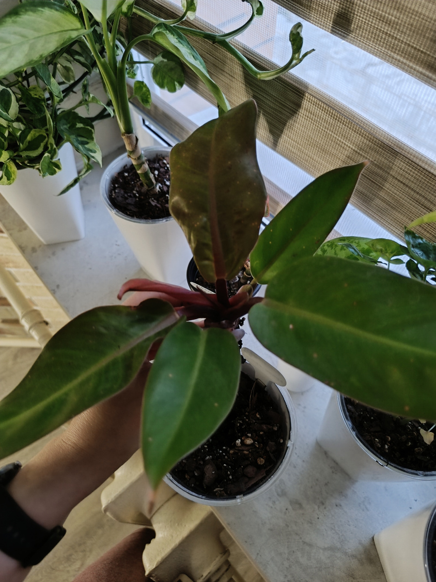 Стоило только потянуть за листья, и всё 