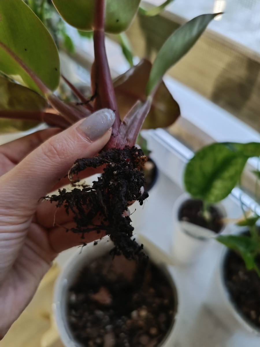 И ничего хорошего меня тут не ждало(