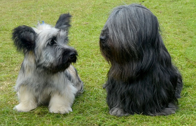 скай-терьер