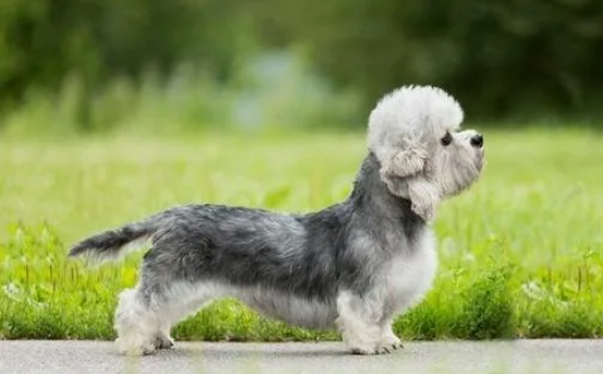 Денди-динмонт-терьер