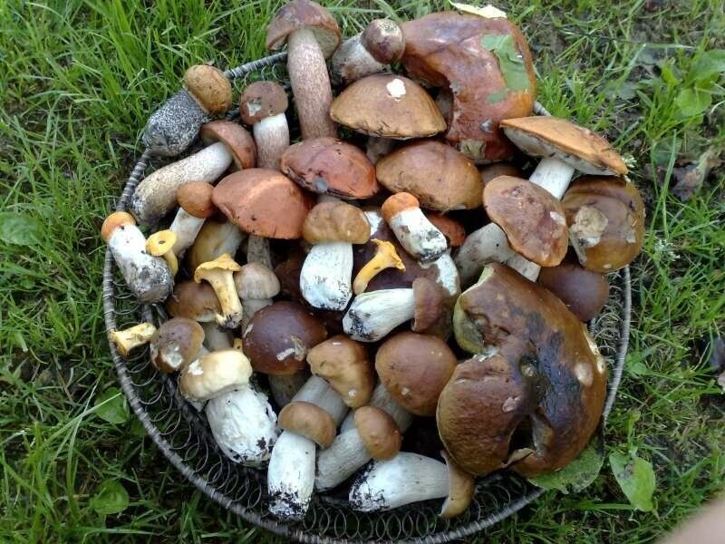 Чаудинский белый гриб. Грибы в подмосковье. Дары леса. Грибы есть в раменском районе. Грибной лес в подмосковье.