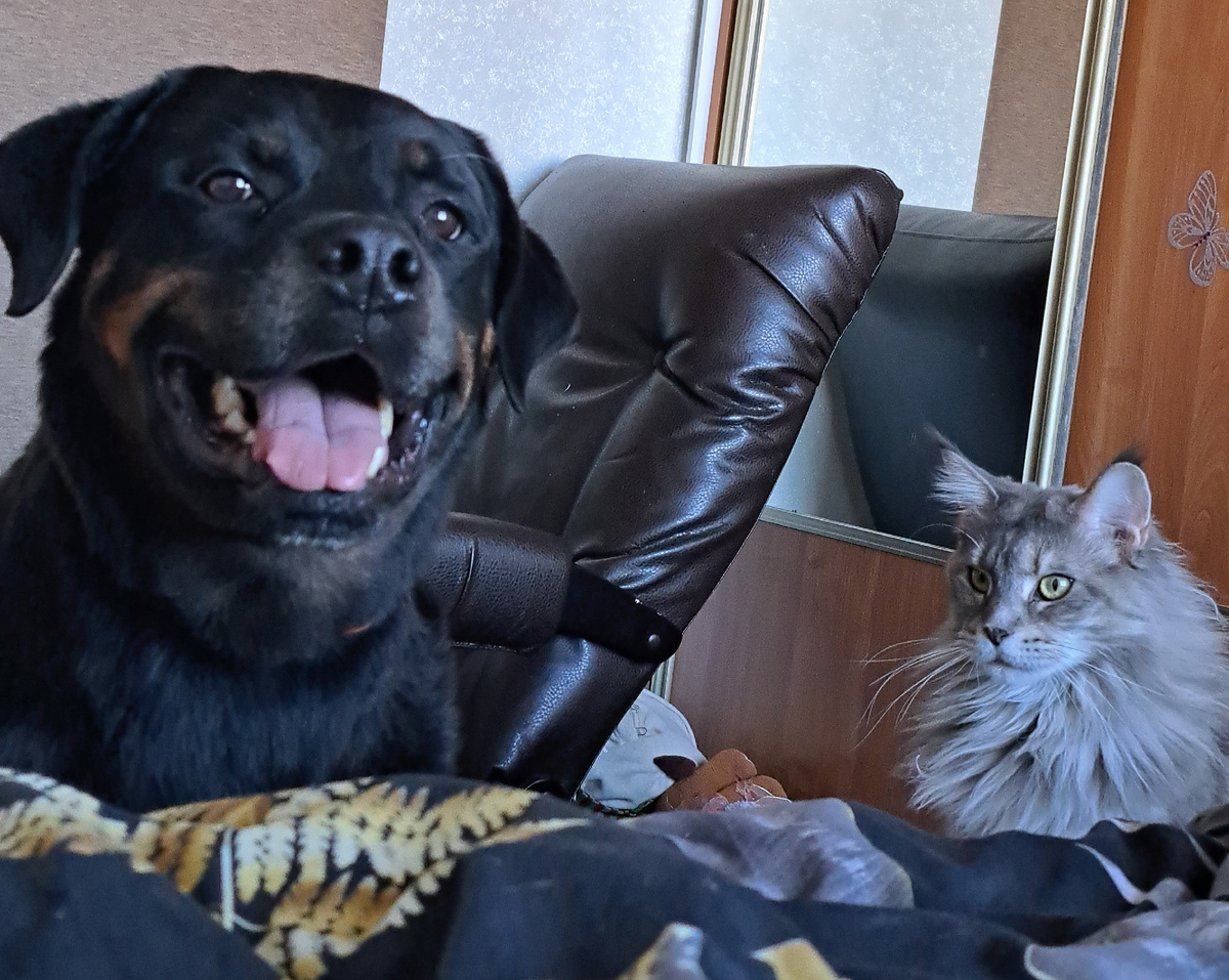 фото автора. Вон, даже кошки "сидеть" знают!