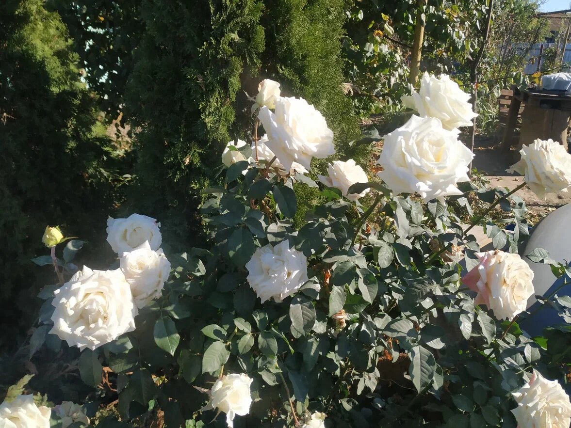 Эти розы были посажены осенью. Фото Н. Мироновой 