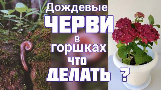 Дождевые черви в горшках 😉 КАЗ...ТЬ или ПОМИЛОВАТЬ? 💐 Когда ОБРЫВАТЬ лист на ГОРТЕНЗИИ?