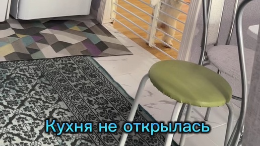 Куклы «Каталёнки» ручной работы | 😍 #шитцу #юмор #собачки | Дзен