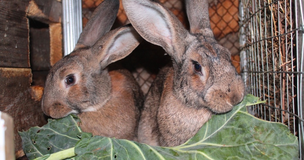 Можно ли прокормить кроликов со своего огорода