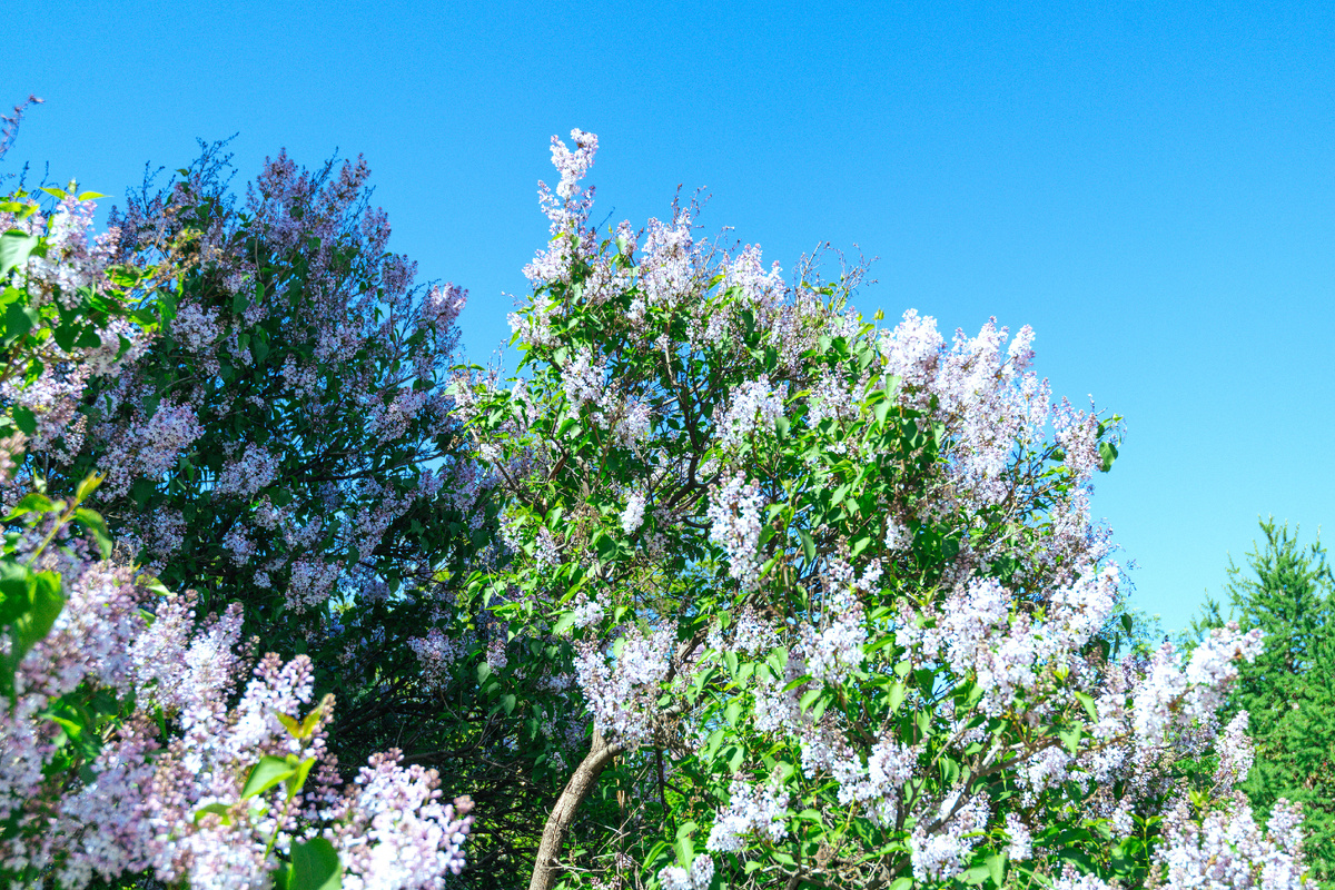 Сирень в парке Декабрьского восстания. Фото: Про Мой Район 