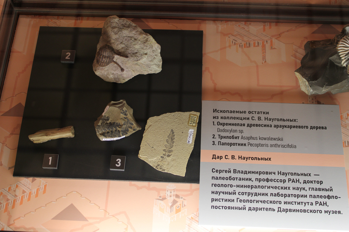 Ископаемые остатки из коллекции Наугольных