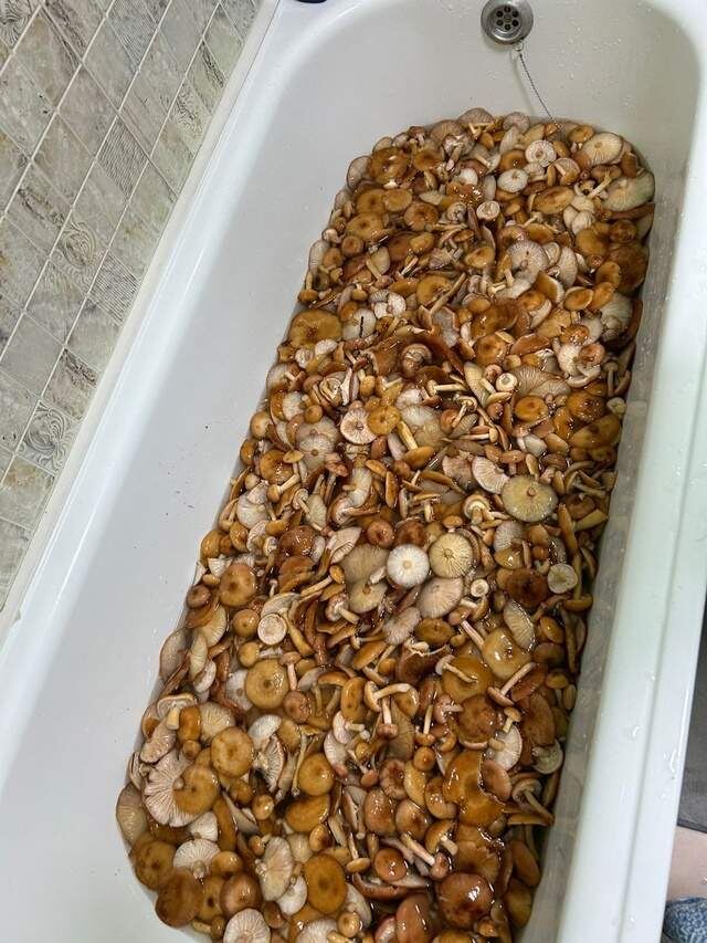    Фото из группы "Курские грибники, грибы, ягоды"