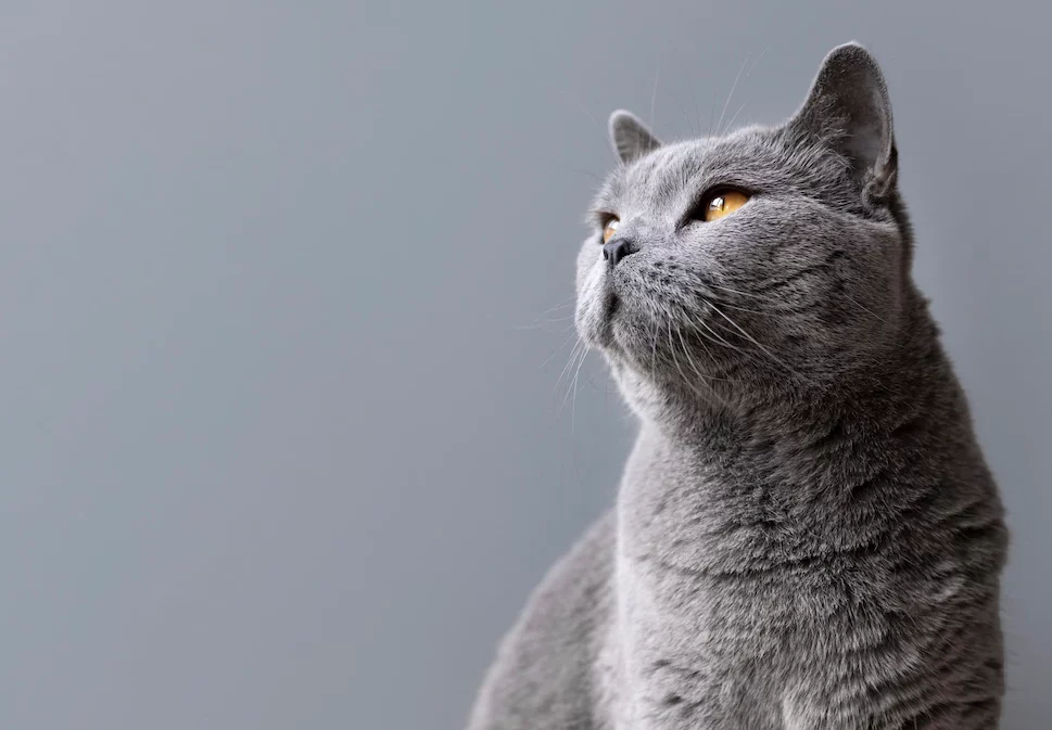 Фото: ru.freepik.com/freepik