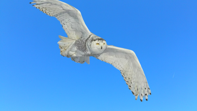 Полярная сова