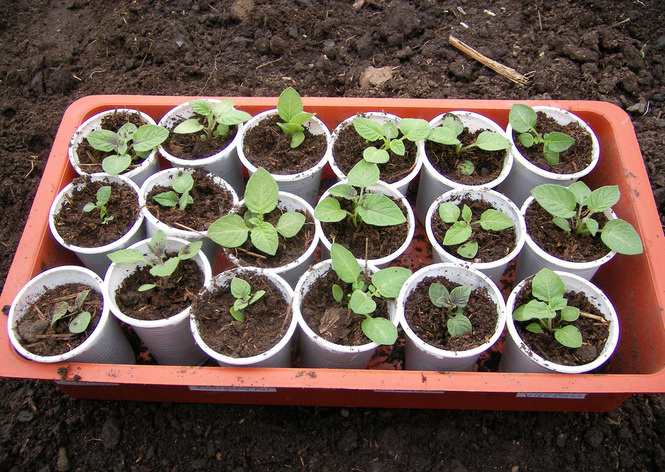 Фото: purple-potatoes.ru