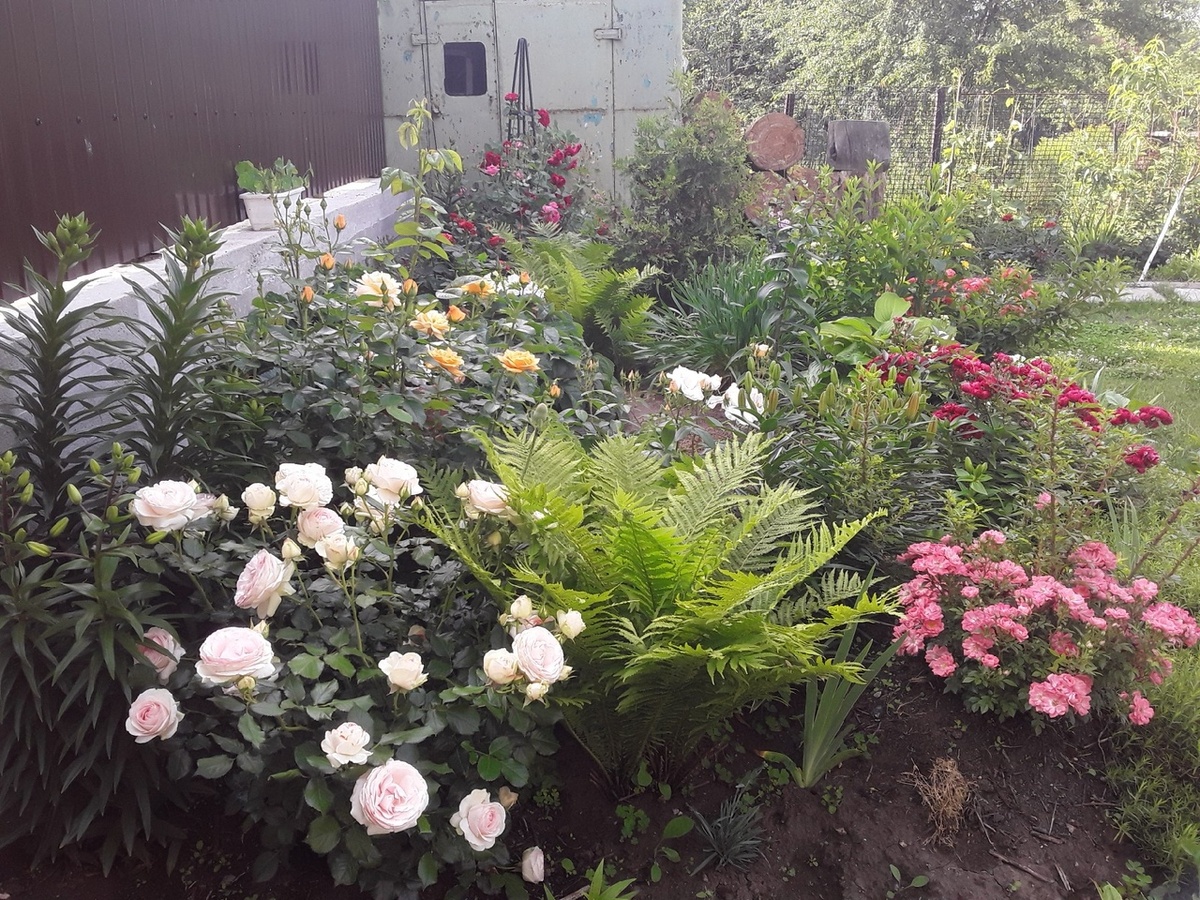 В середине этих розовых зарослей прячется колодец септика