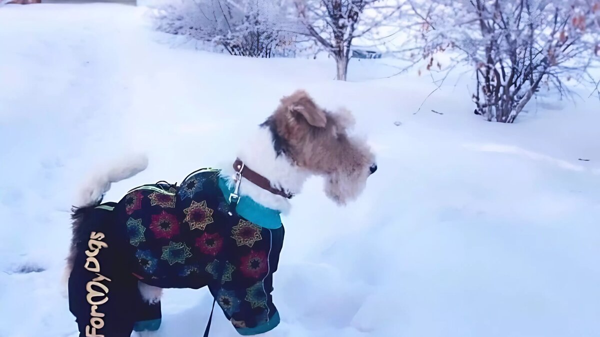     Источник: Потеряшки | Помощь животным Тюмени