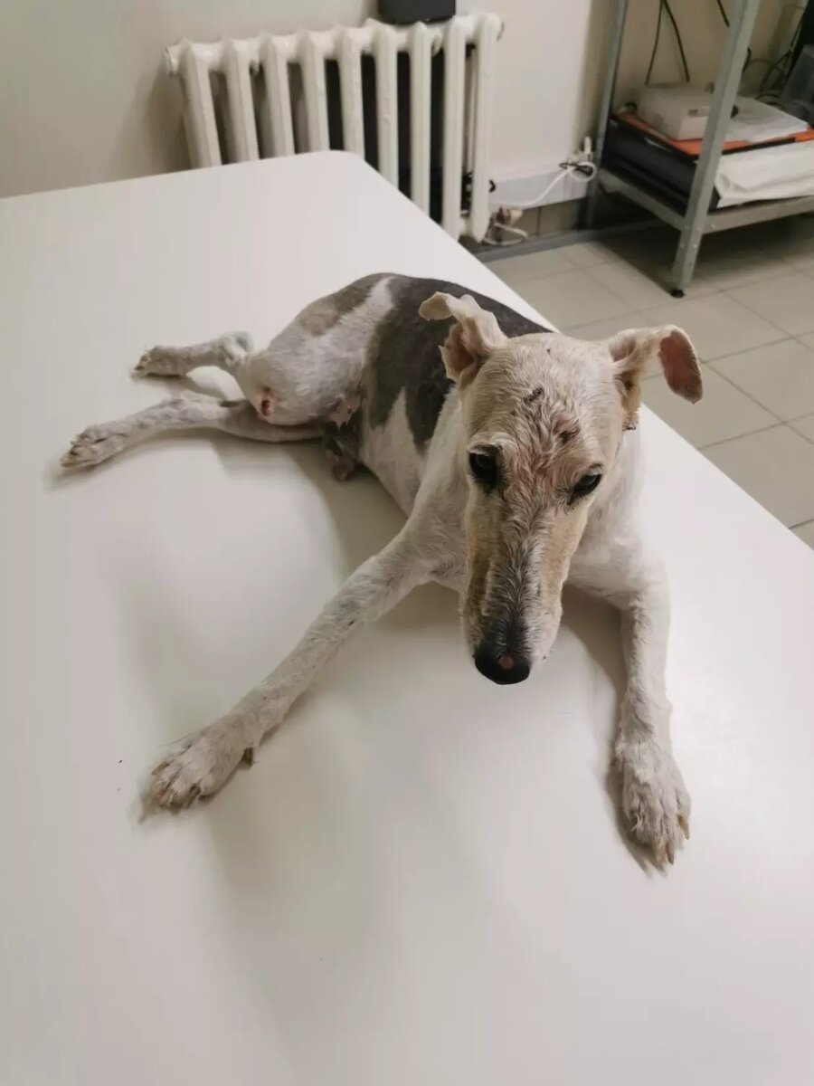     Источник: Потеряшки | Помощь животным Тюмени