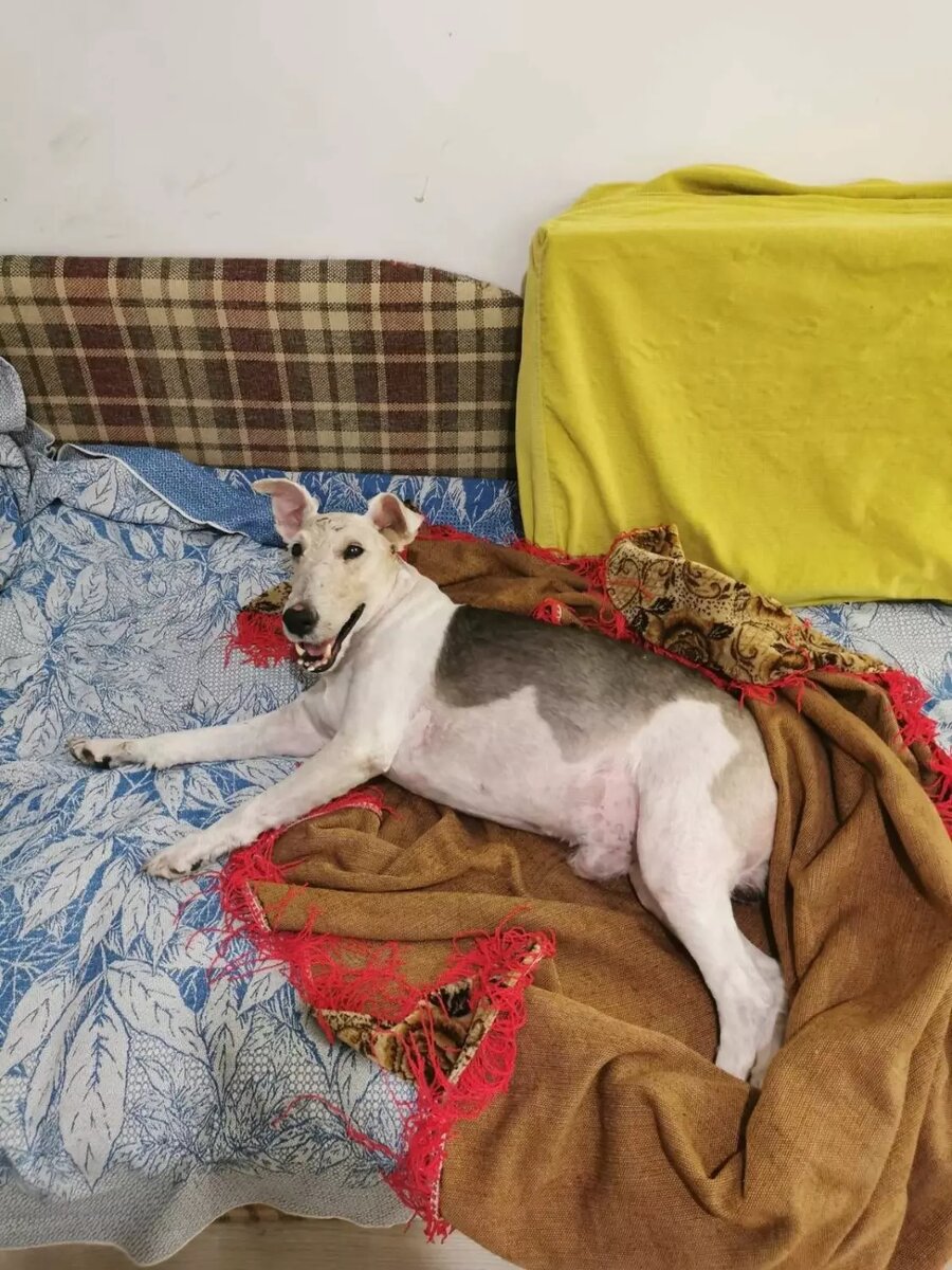     Источник: Потеряшки | Помощь животным Тюмени