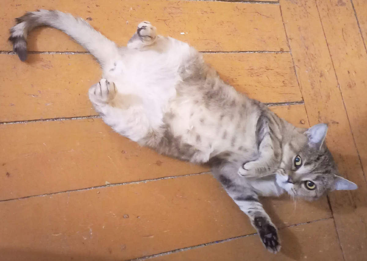 Подарёнка: "Какая такая улица?! Нас и тут неплохо кормят!"