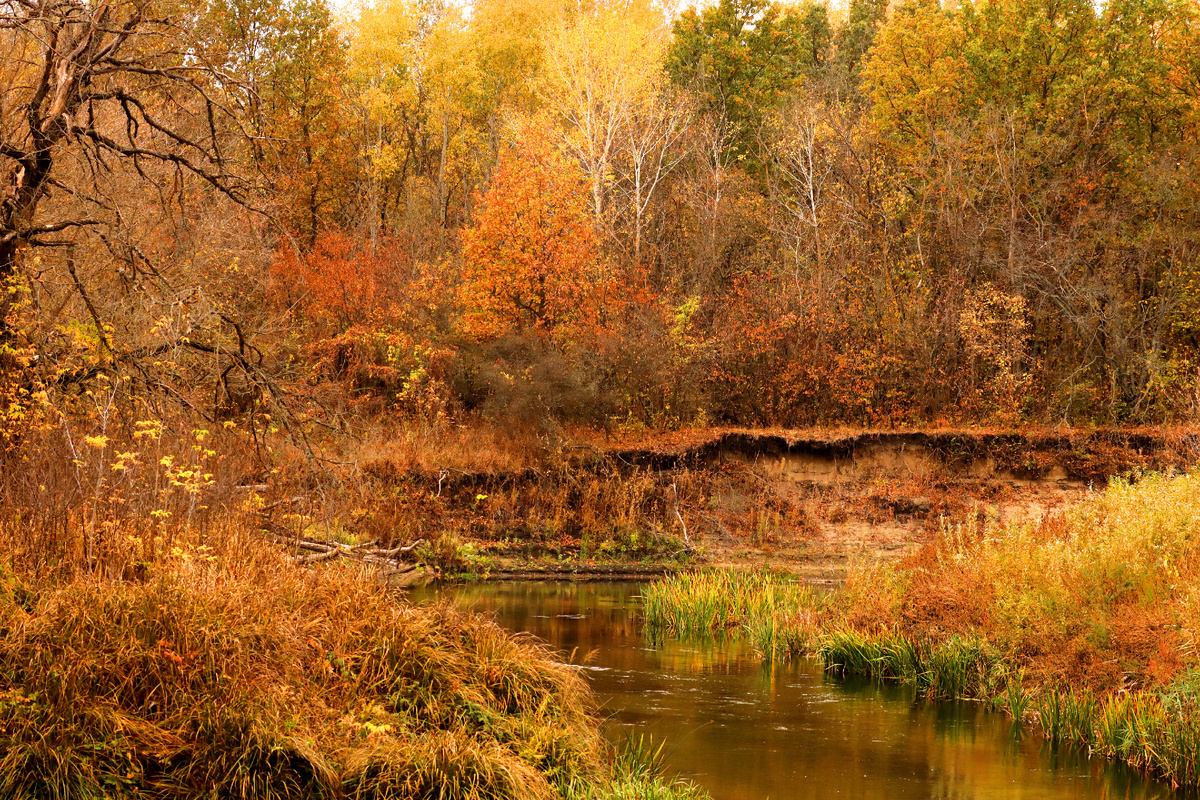 река Толучеевка в нижнем течении
