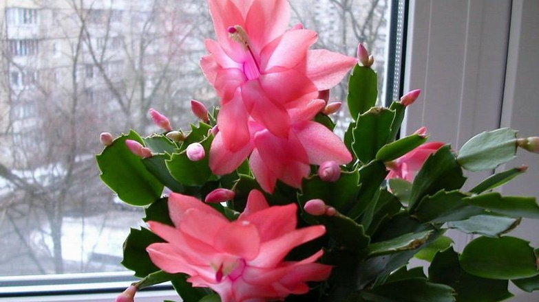 Вот что получается, когда правильно готовишь Декабрист к цветению - море цветов посреди зимы.