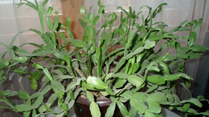 Вот так должен выглядеть Декабрист в период покоя. Это залог хорошего цветения.