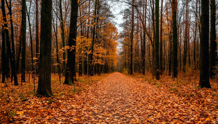 21 октября отмечается Пелагея Ознобица — пора доставать зимнюю одежду. Фото: Шедеврум